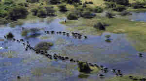 Buffalos in the Okavango Delta, Botswana