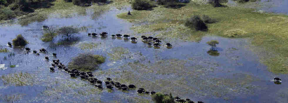 Buffalos in the Okavango Delta, Botswana