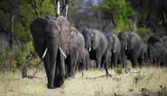 Amazing Africa safaris, elephants in Zimbabwe
