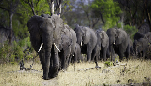 Amazing Africa safaris, elephants in Zimbabwe