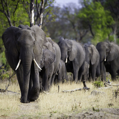 Amazing Africa safaris, elephants in Zimbabwe