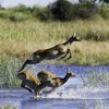 Go on an Africa safari to Linyanti, Botswana