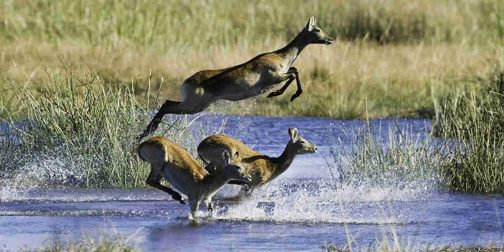 Go on an Africa safari to Linyanti, Botswana