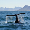 The best safari destinations, South Africa