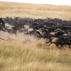 The ultimate safari destination, Maasai Mara, Africa