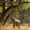Walking safari to see elephants in Zambia