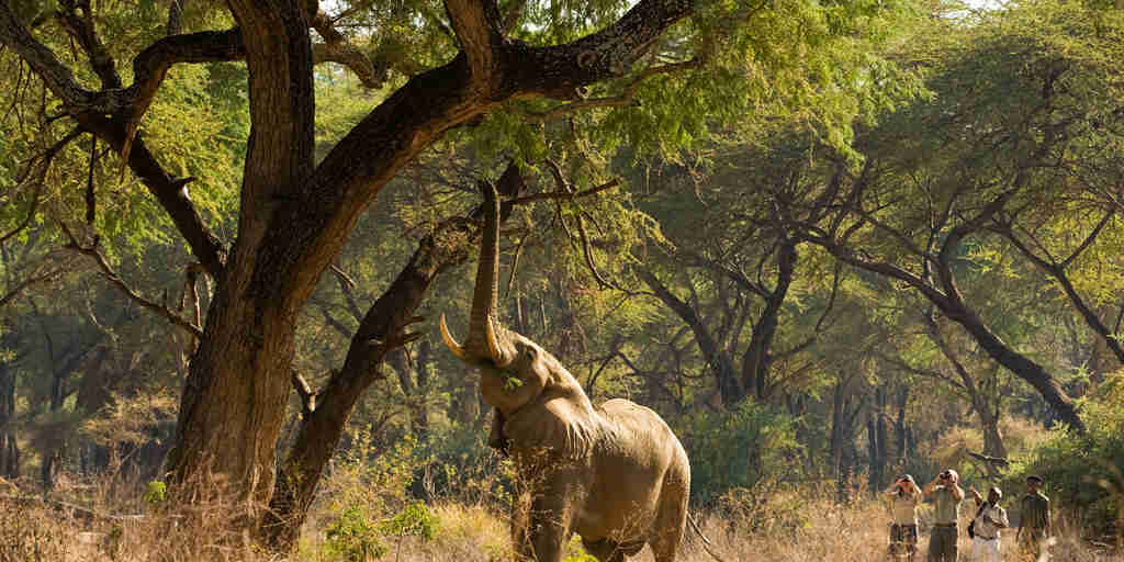 Walking safari to see elephants in Zambia