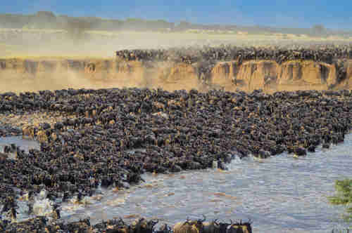 Seeing the Great Migration crossing in Tanzania