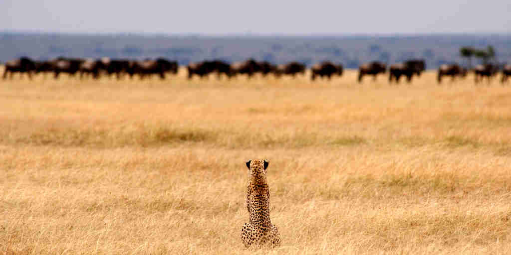 Cheetah in the Serengeti plains, Tanzania Safaris