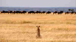 Tanzania Safaris, cheetah in the Serengeti plains