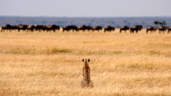 Tanzania Safaris, cheetah in the Serengeti plains