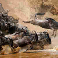 Tanzania trips to see the wildebeest migration
