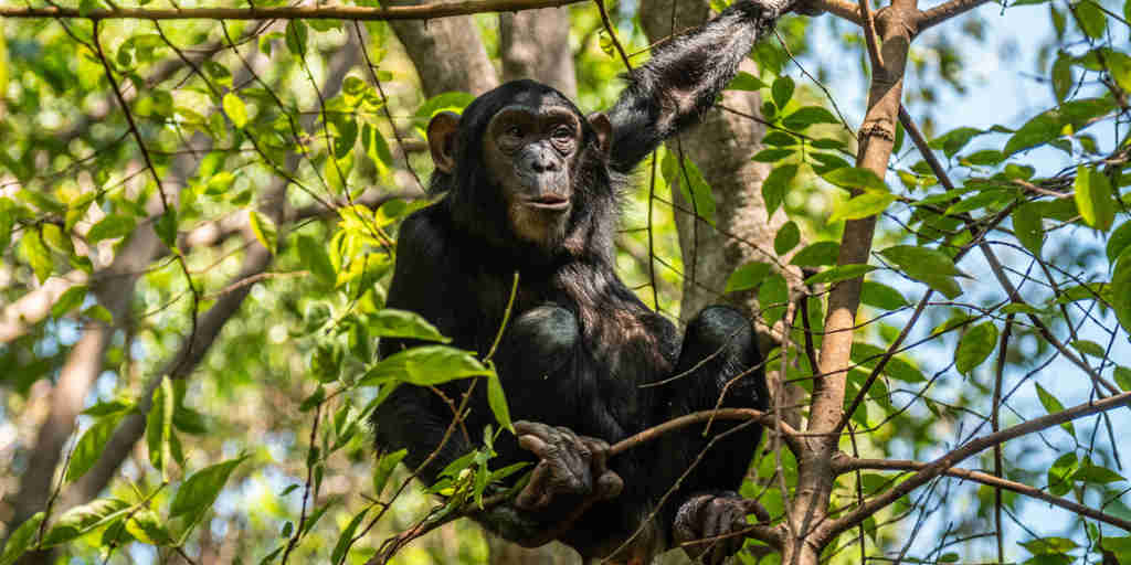 Unique chimpanzee experiences in Tanzania, Africa