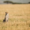 Wildlife experiences on a Tanzania safari