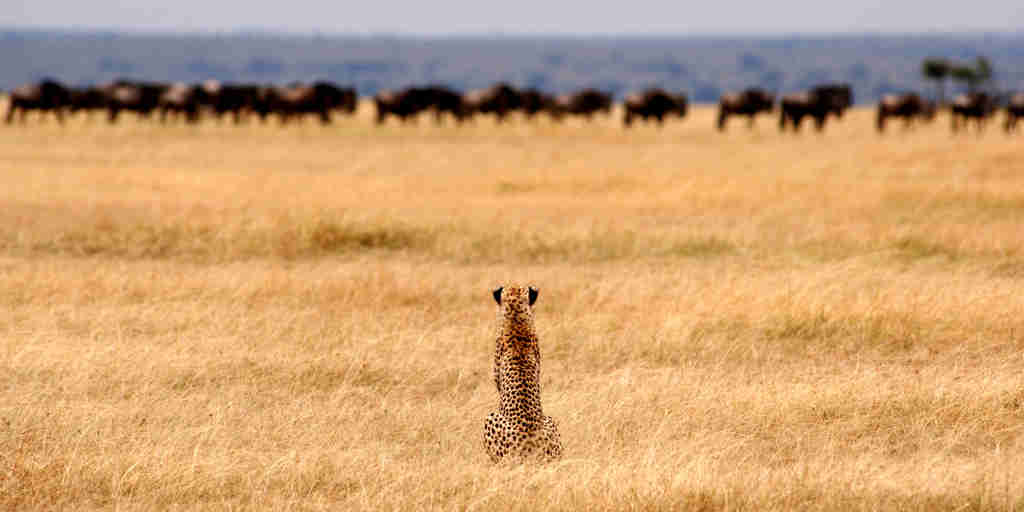 Best Game Reserves in Tanzania, Africa