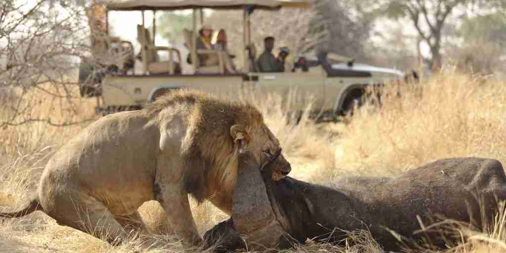 Best wildlife safari parks in Tanzania, Africa