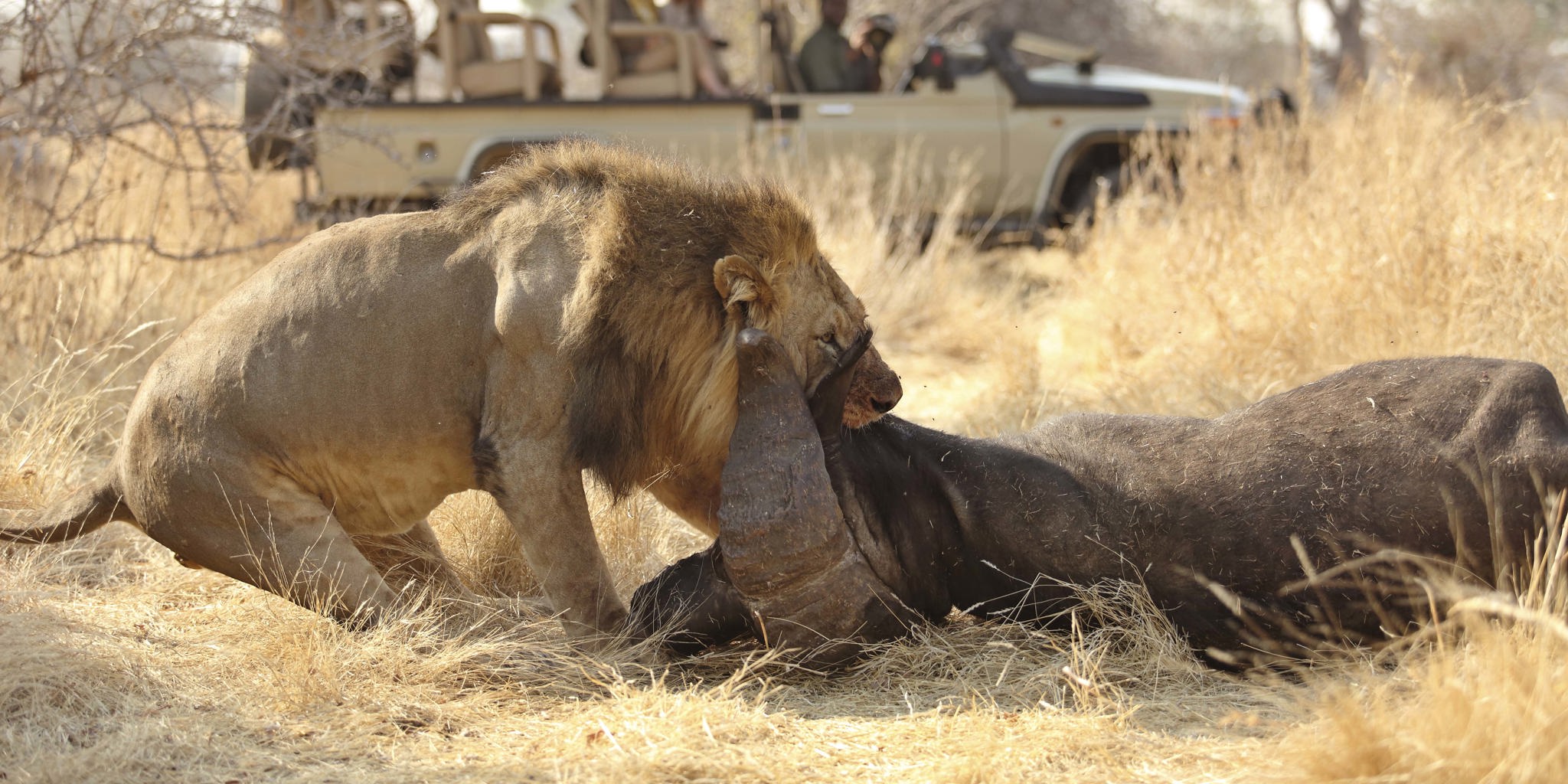Tanzania Safaris