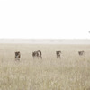 Big five safari parks in Tanzania, Africa