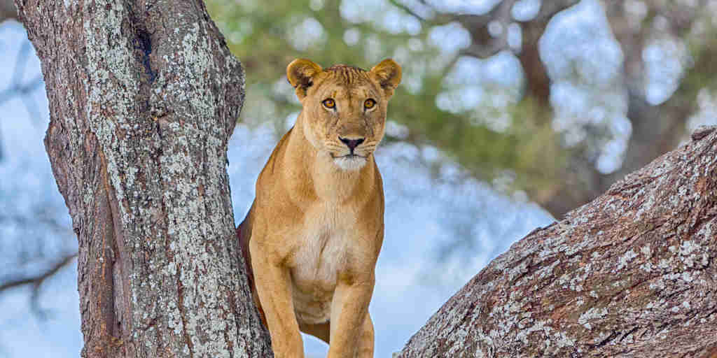 Lion and wildlife parks in Tanzania