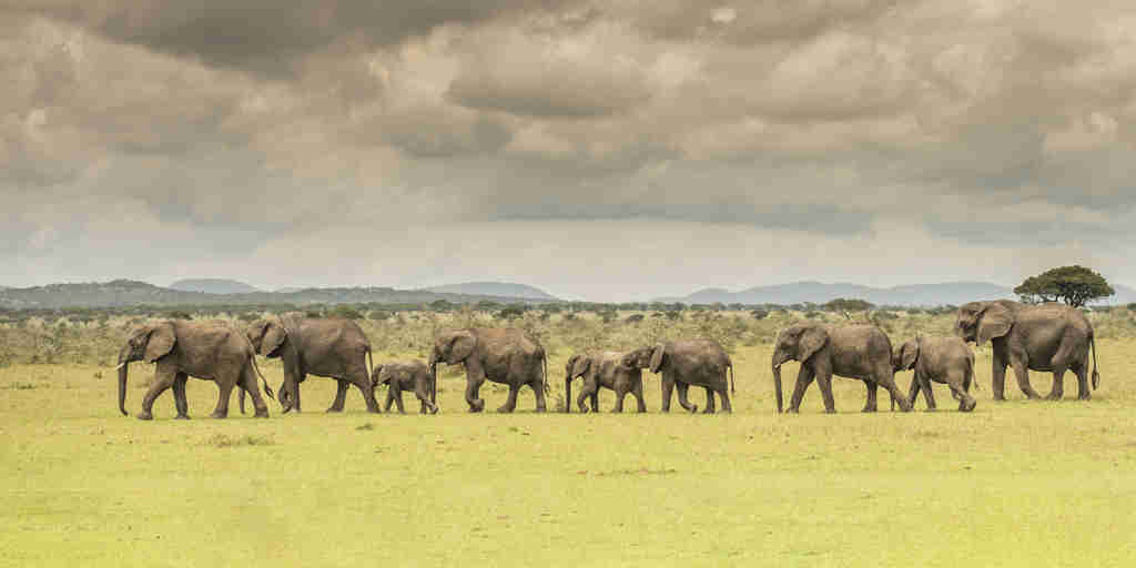 Luxury safaris to Tanzania game parks
