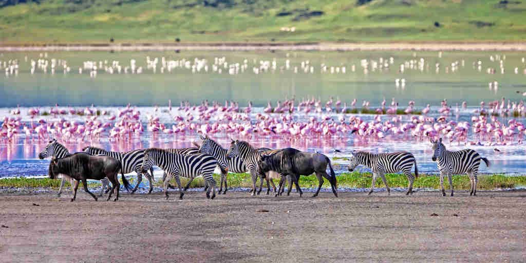 Wildlife parks in Tanzania, Africa