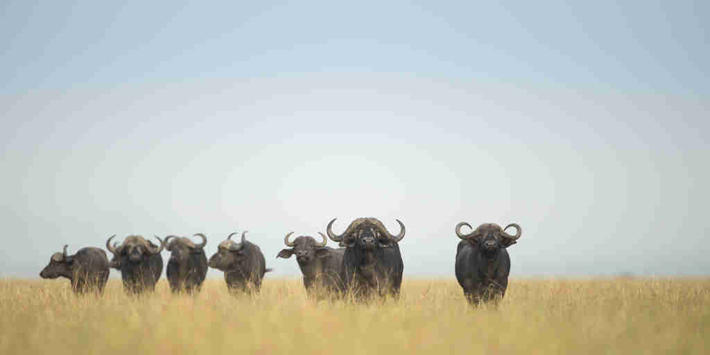 Luxury Serengeti safaris with buffalo, Big Five