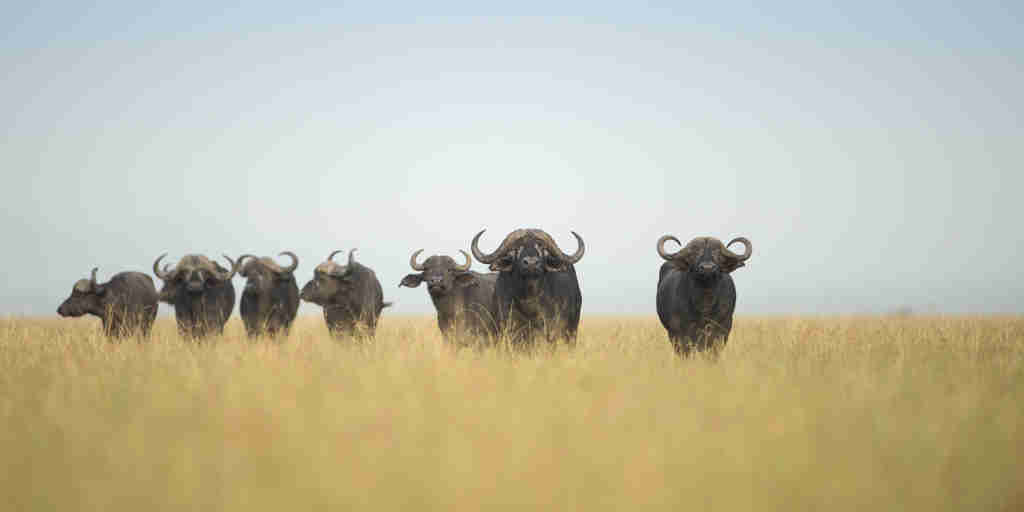 Luxury Serengeti safaris with buffalo, Big Five