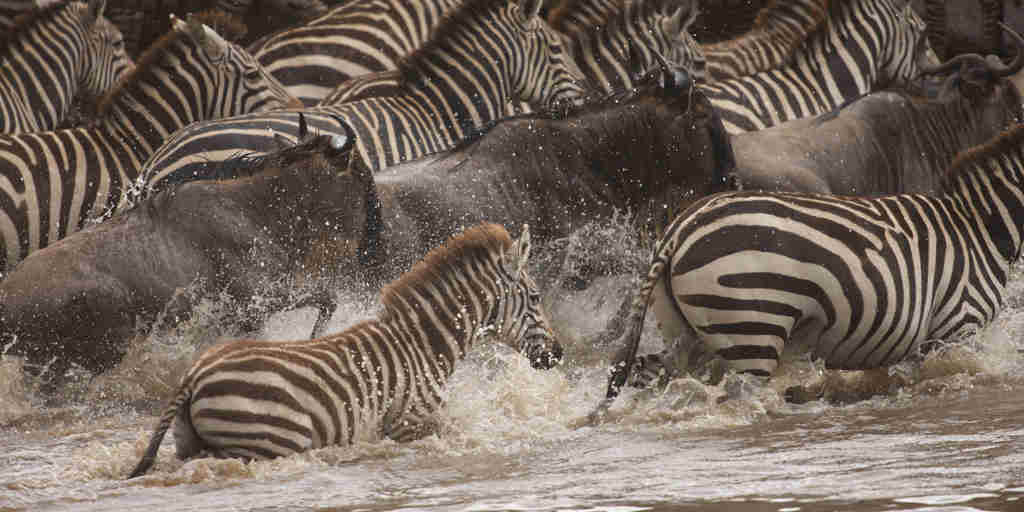 Zebra crossing Mara River, Great Migration, Serengeti, Tanzania