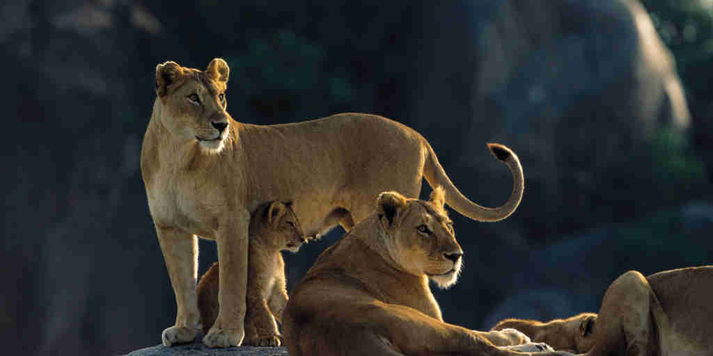 Serengeti safaris with lions, Big Five in Tanzania