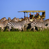 Serengeti Vacations | Tanzania Safaris | Yellow Zebra Safaris