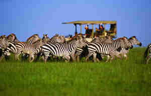 Serengeti safaris, Tanzania wildlife adventures