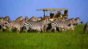 Serengeti safaris, Tanzania wildlife adventures with zebra
