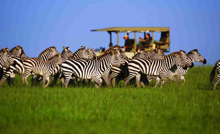 Serengeti safaris, Tanzania wildlife adventures