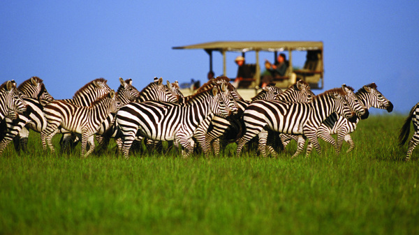 Serengeti safaris, Tanzania wildlife adventures