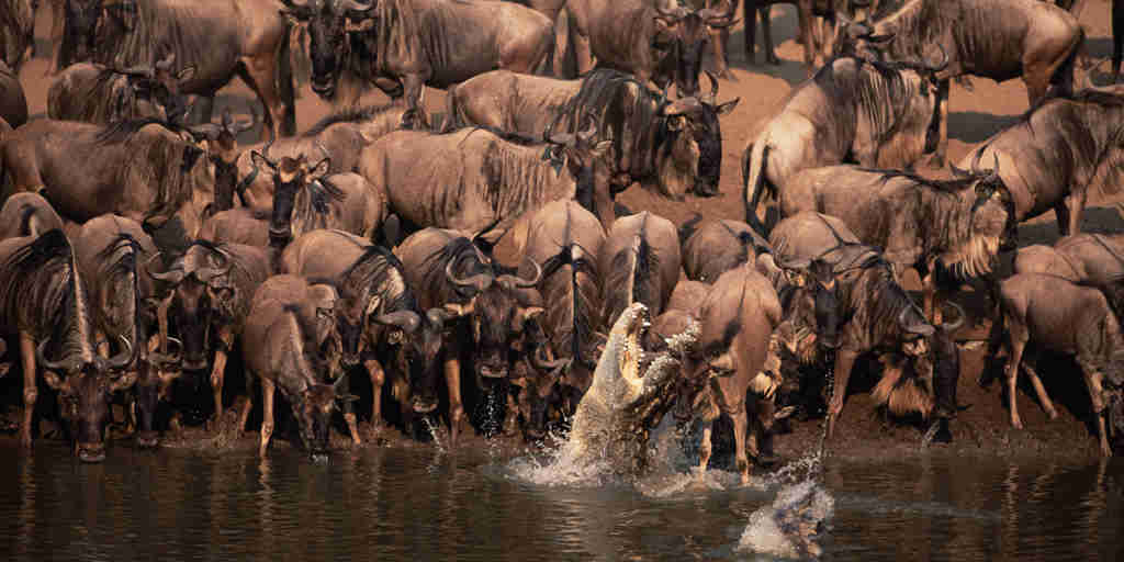 Wildebeest Migration river crossing with crocodiles, Serengeti safaris