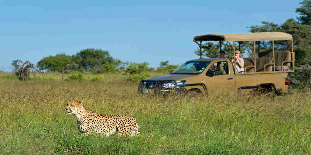 Cheetah game drive safari, El Karama, Kenya