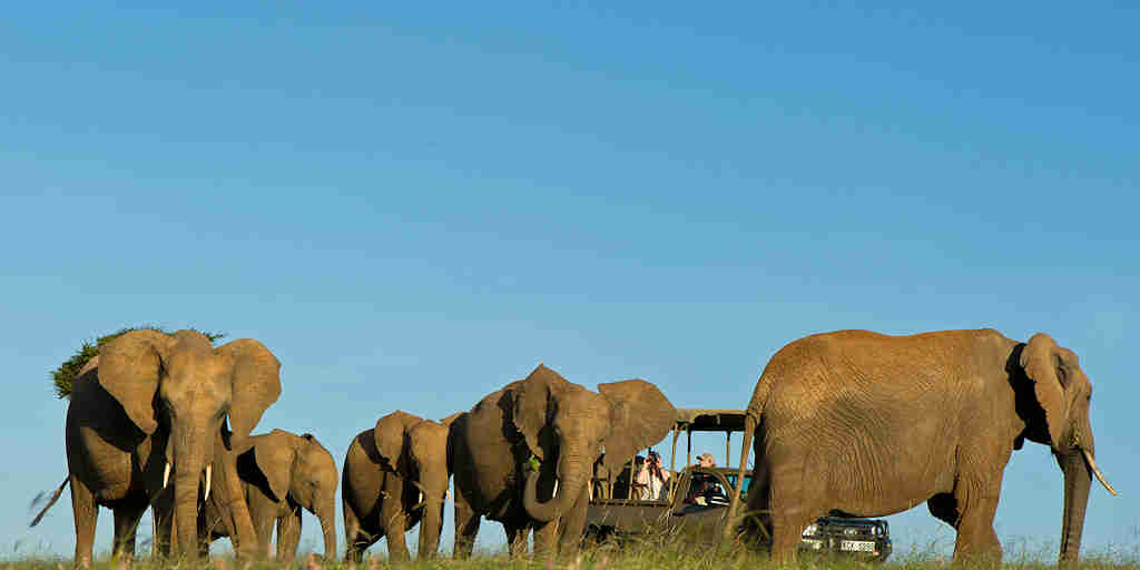 Elephant, game drive safari, El Karama, Kenya