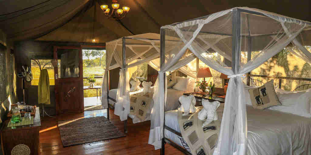 Saddlebill twin, Bomani Tented Lodge, Hwange, Zimbabwe