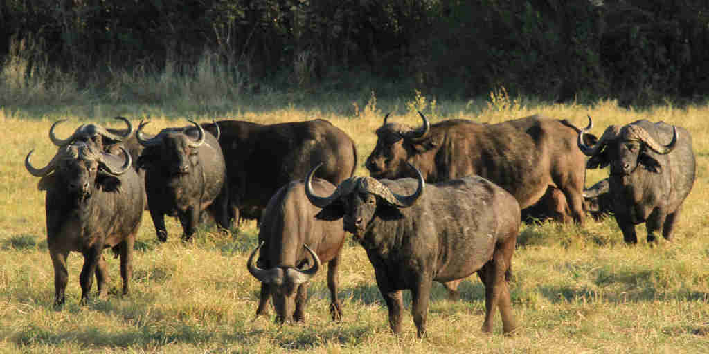 Buffalo, wildlife at Nehimba Lodge, Hwange, Zimbabwe