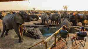 Elephants visiting, Nehimba Lodge, Hwange, Zimbabwe