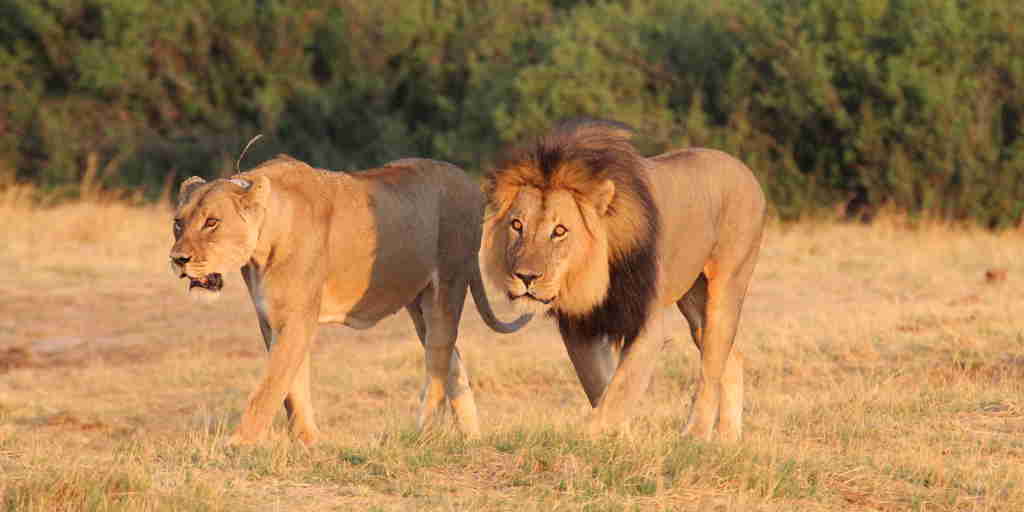 Lion, wildlife at Nehimba Lodge, Hwange, Zimbabwe