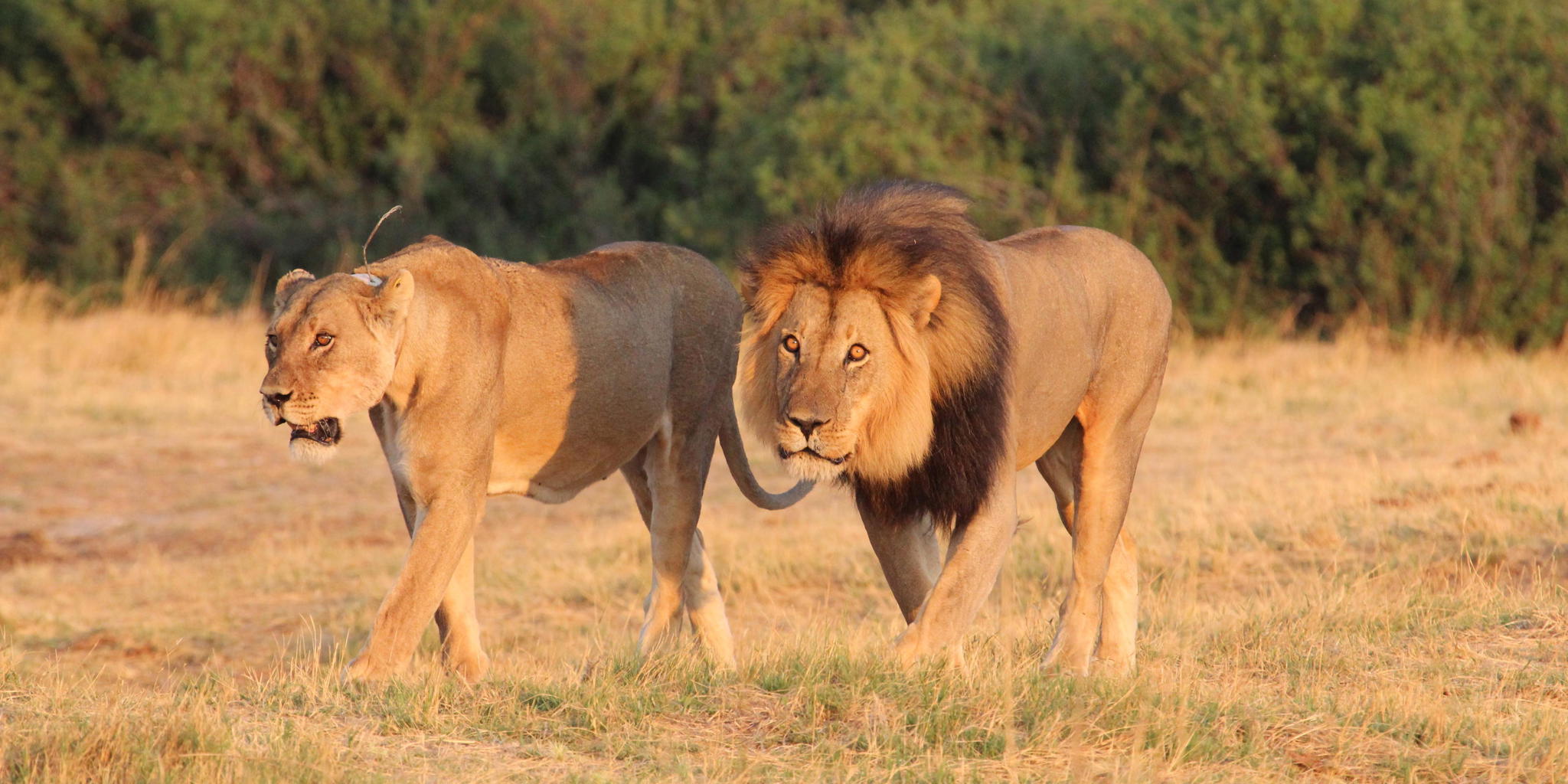 Lion, wildlife at Nehimba Lodge, Hwange, Zimbabwe