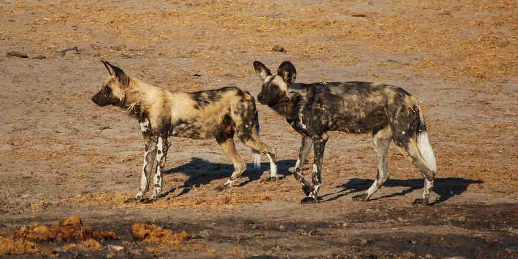 Wild dog, wildlife, Nehimba Lodge, Hwange, Zimbabwe