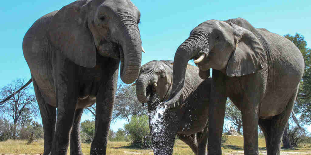 Elephants at waterhole, Jozibanini Camp, Hwange, Zimbabwe