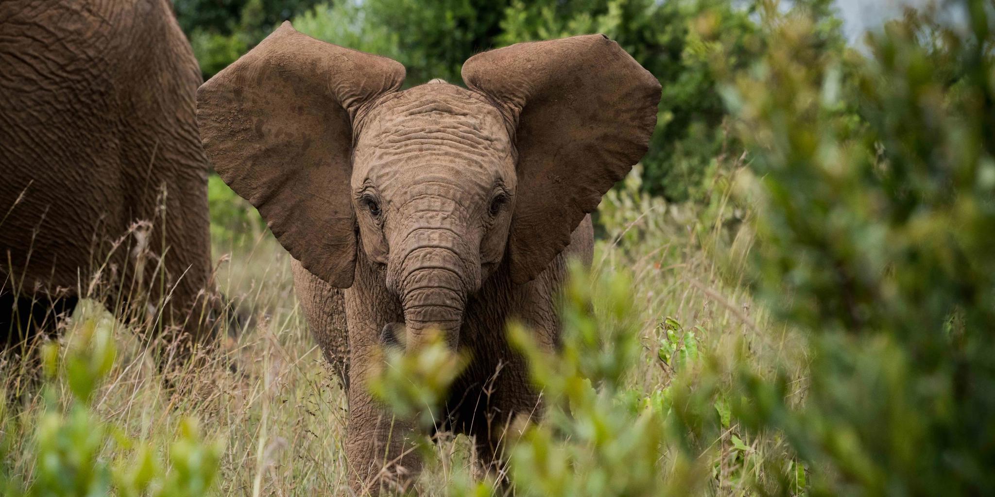 Elephant, wildlife at Governors Mugie House, Kenya