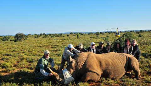 Rhino conservation in South Africa Safaris