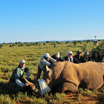 Rhino conservation in South Africa Safaris