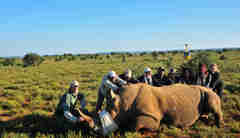 Rhino conservation in South Africa Safaris