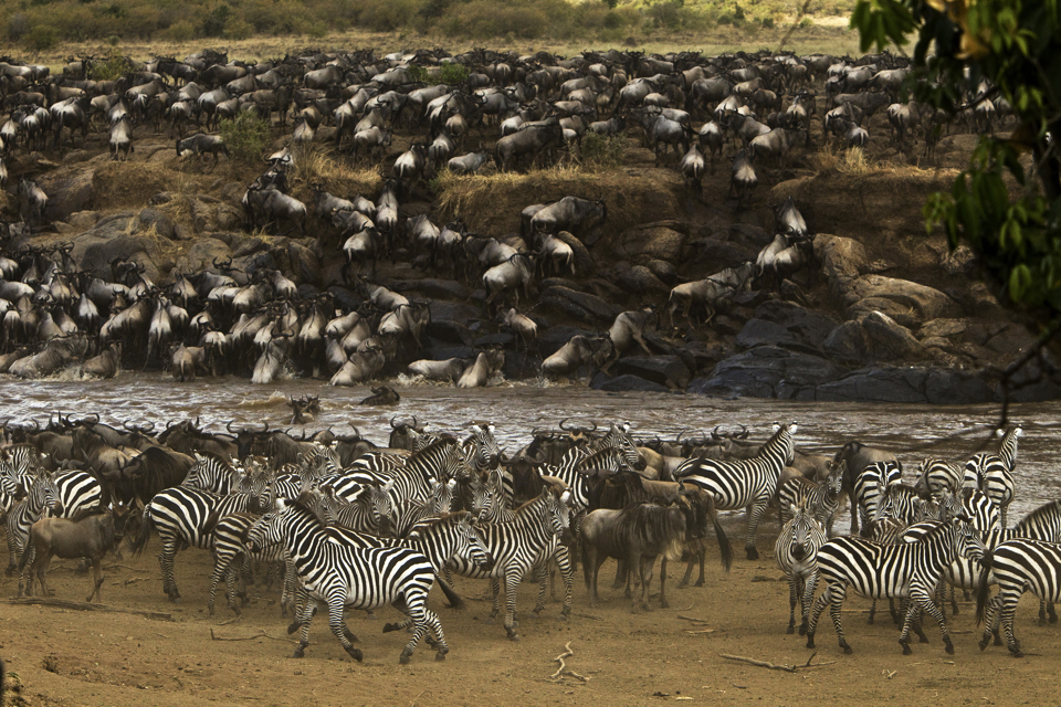 The great migration, maasai mara, kenya