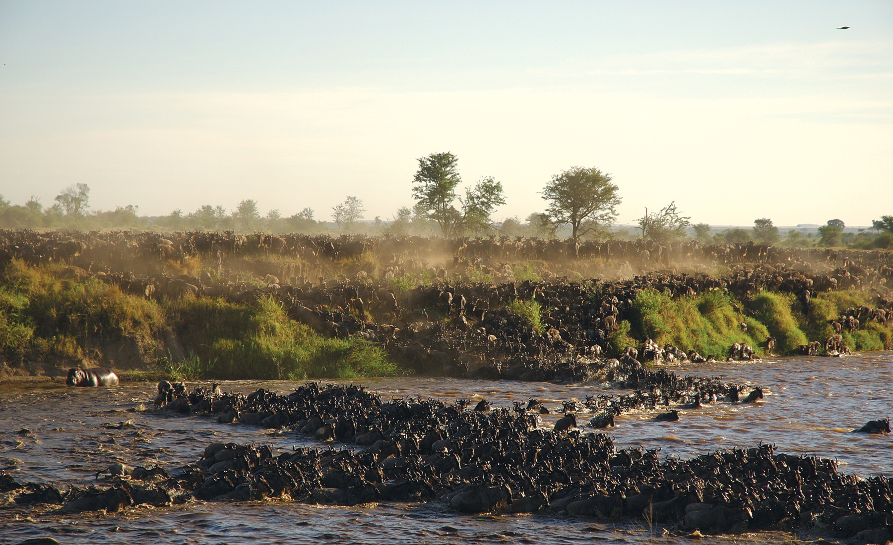 Great wildebeest Migration, experience Tanzania's wildlife
